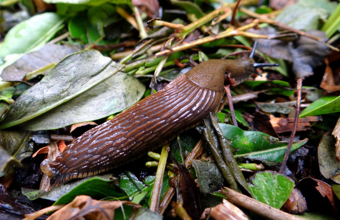 How to Get Rid of Garden Slug | 10 ways to control slugs naturally