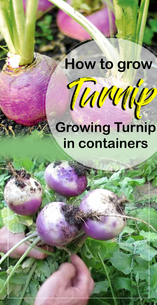 Turnip