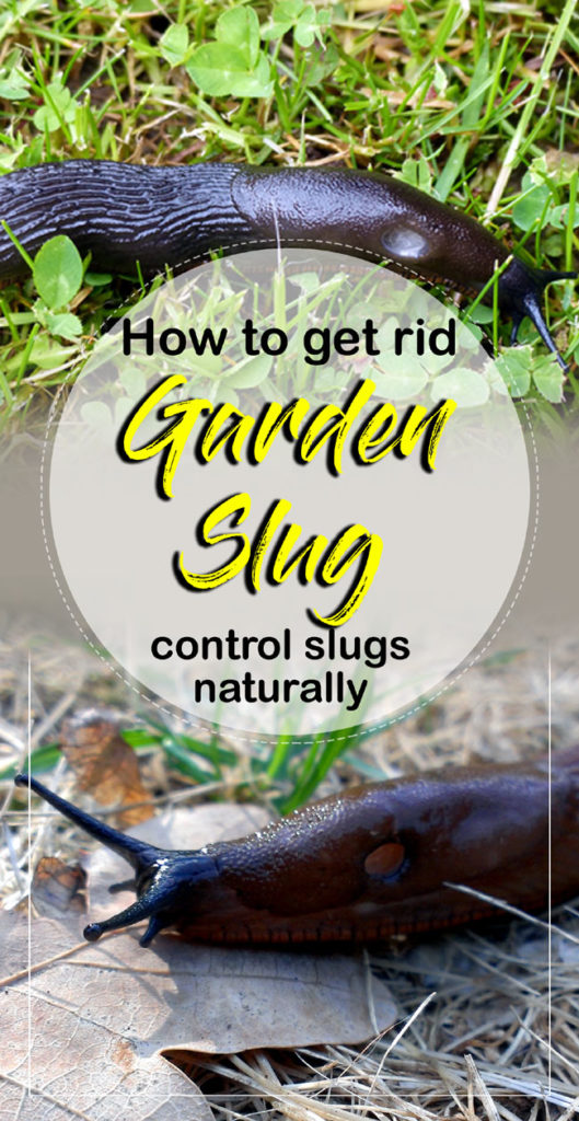 Slugs } How to Get Rid of Garden Slug