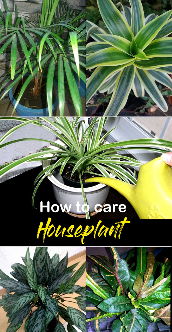 Houseplants care | Indoor Plants