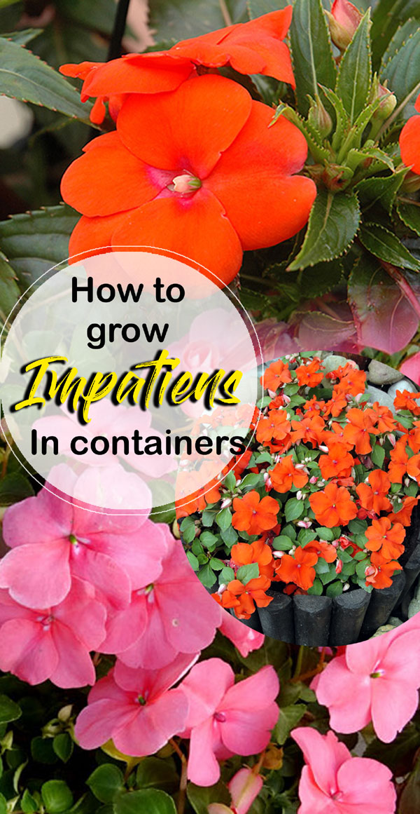 how to grow impatiens | impatiens flowers | new guinea impatiens