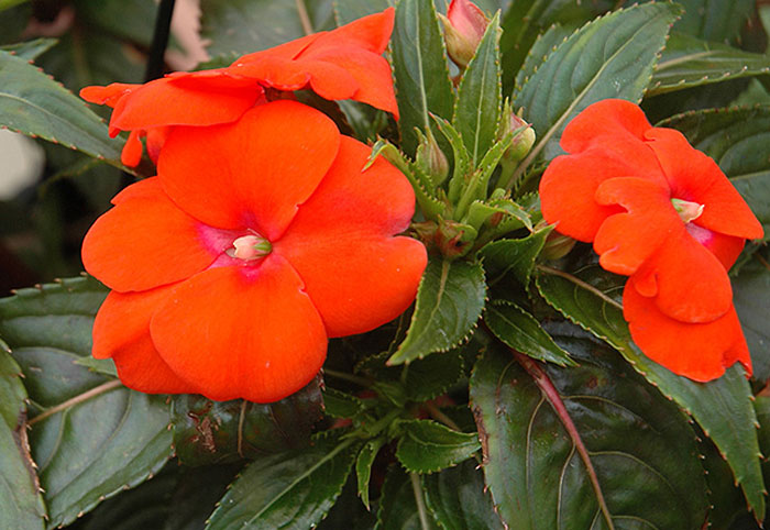 impatiens plant