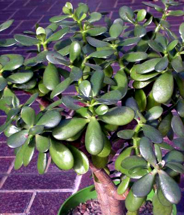 Jade plant