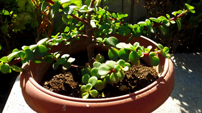 How to grow Jade plant | Growing and caring Jade plants | Crassula ovata 