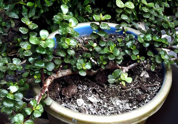 Jade plant