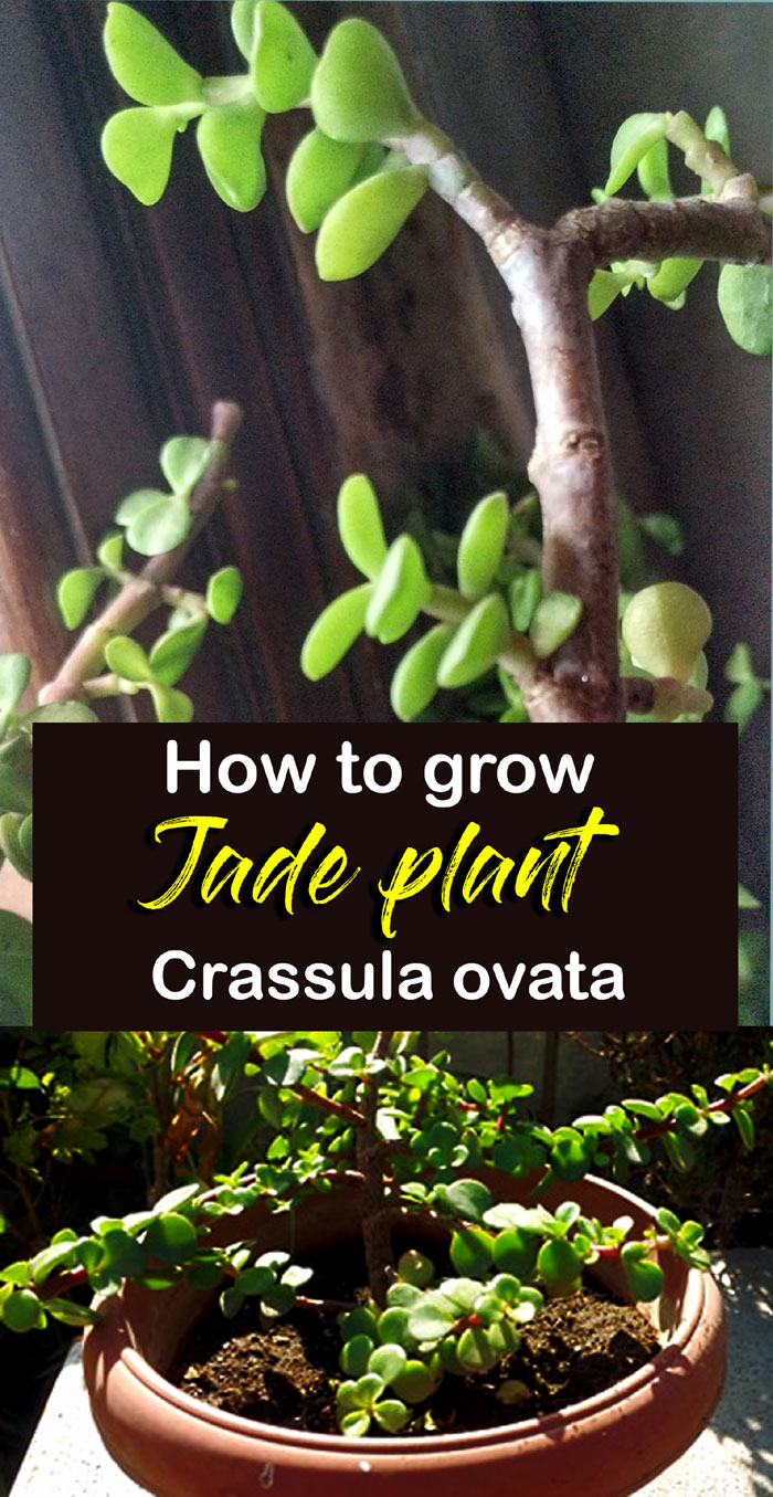 Jade plant | crassula ovata