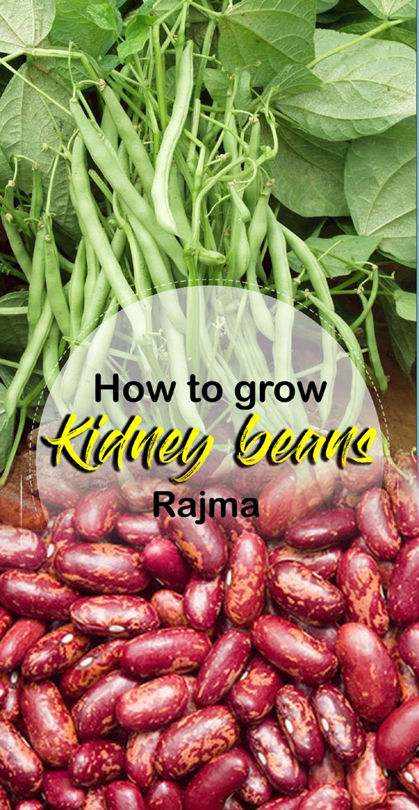 How to grow Kidney Beans | Rajma | Growing Kidney beans in containers ...