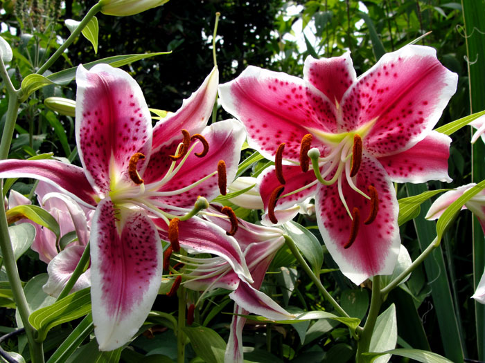Growing Lily in containers | How to grow Lily plant | Lillium