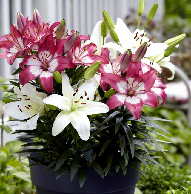 lillies | Lily plants | growing lily