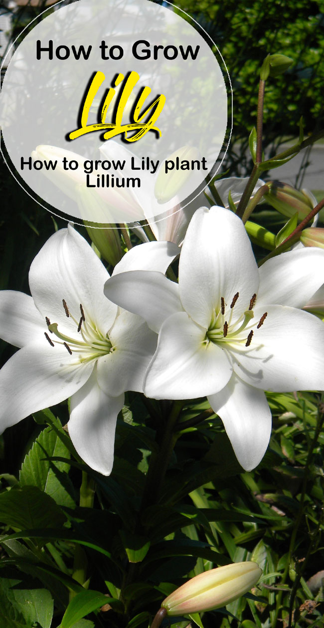 lillies | Lily plants | growing lily