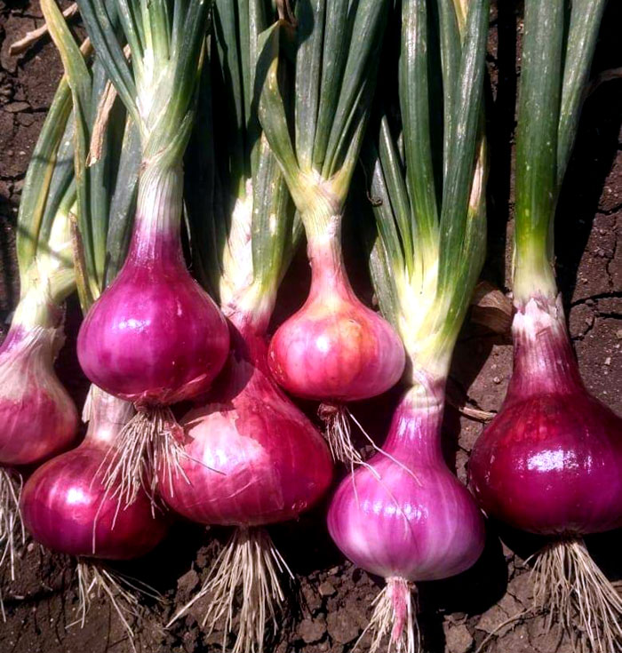 How to grow Onions | Growing Onions in container | Onion care