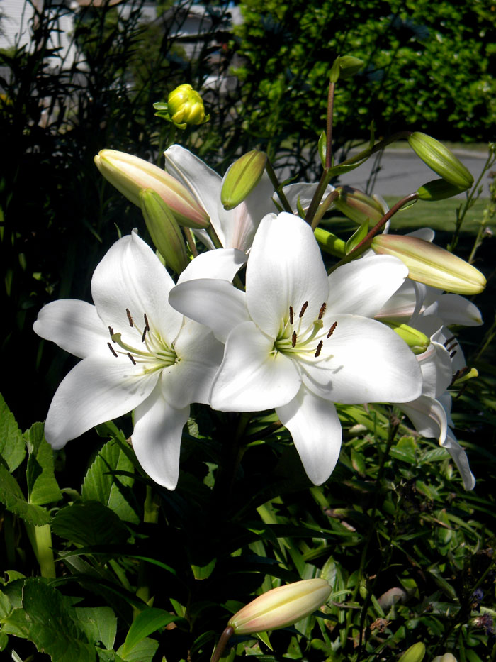 lillies | Lily plants | growing lily