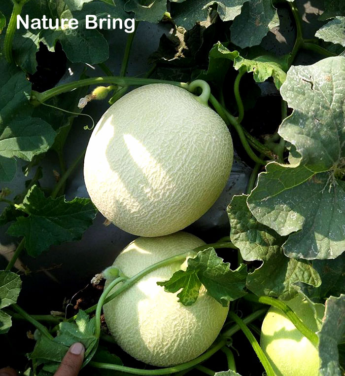 How to grow Cantaloupe | Growing Cantaloupe in containers | Muskmelon