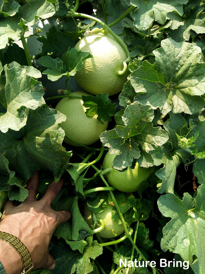 cantaloupe plant in pot