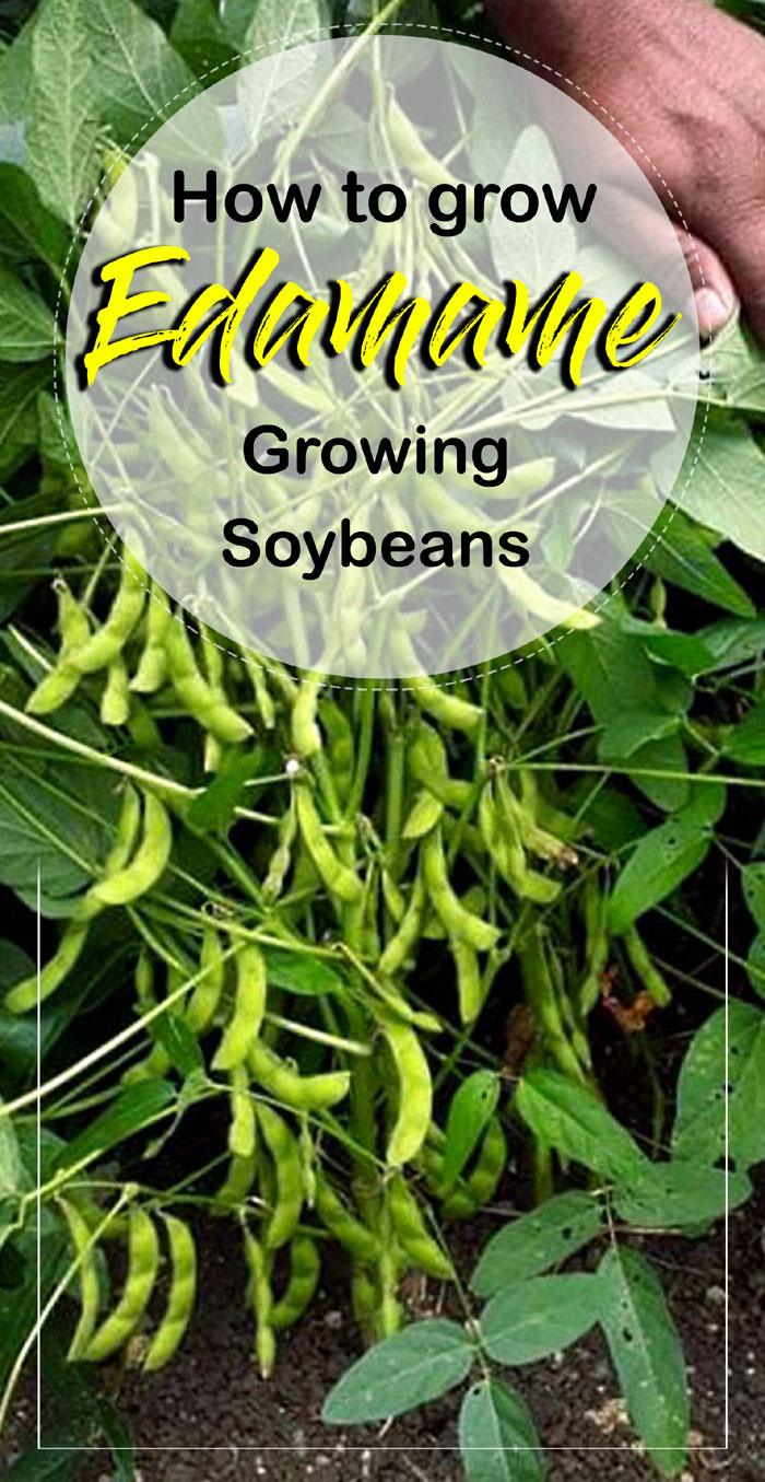 Soybean | growing soybean | Edamame | how to grow soybean