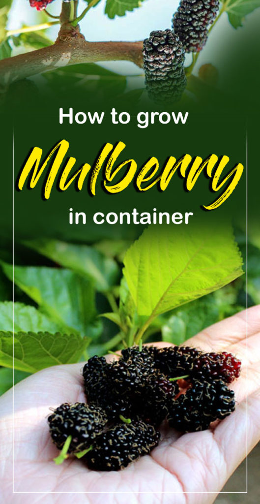 How to Grow Mulberry | Growing Mulberry tree in containers | Mulberries ...