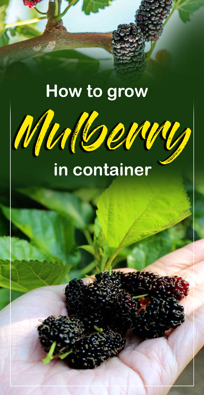 How to Grow Mulberry | Growing Mulberry tree in containers | Mulberries ...