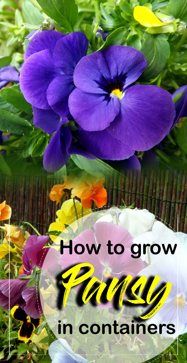 Pansy | pansy flower | how to grow pansy plant