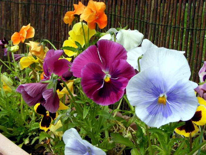 Growing Pansy flower | How to grow Pansy  | Growing Pansies in containers