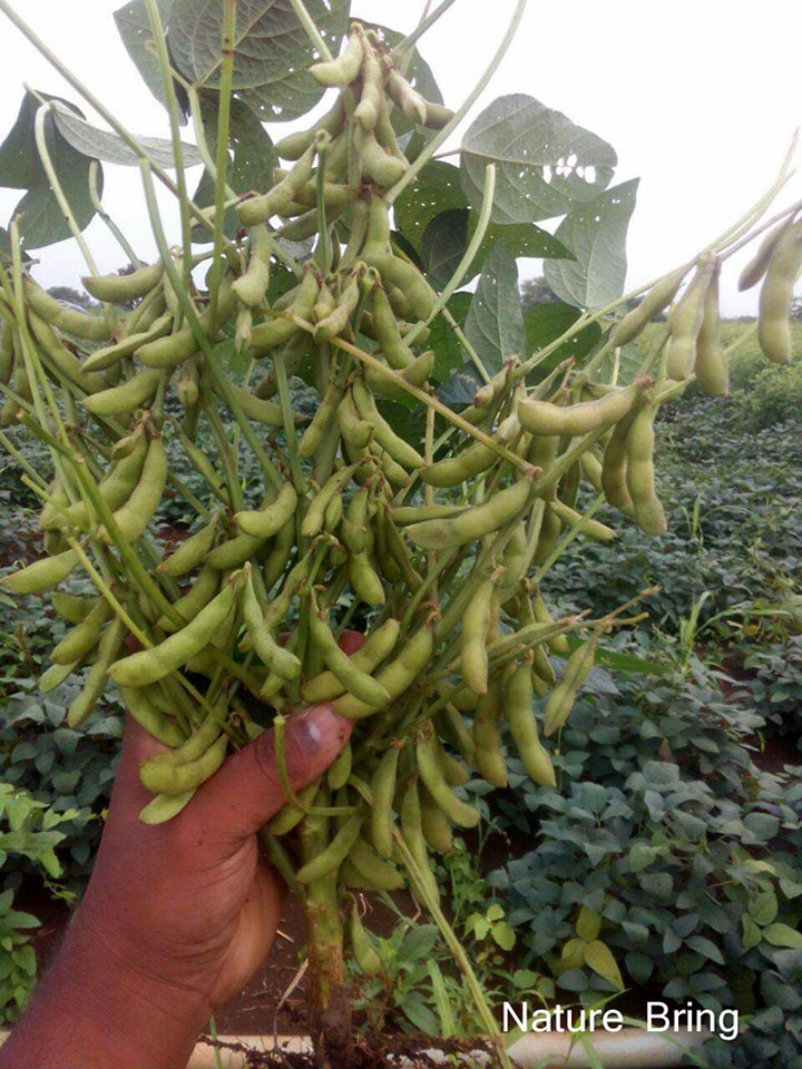 Soybean