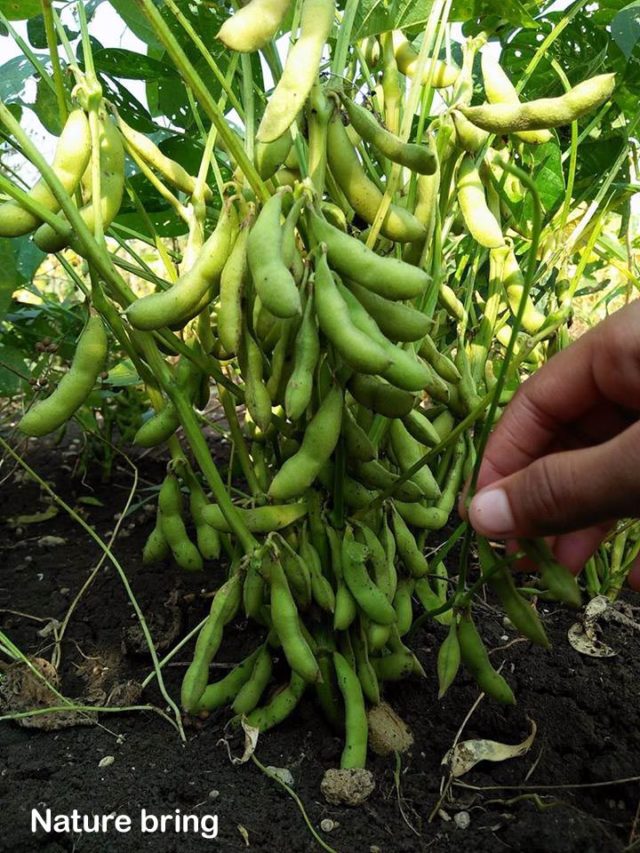 Growing Soybean | How To Grow Soybean | Edamame - Naturebring