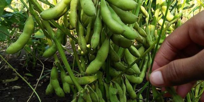 Growing Soybean | How to grow Soybean | Edamame - NatureBring
