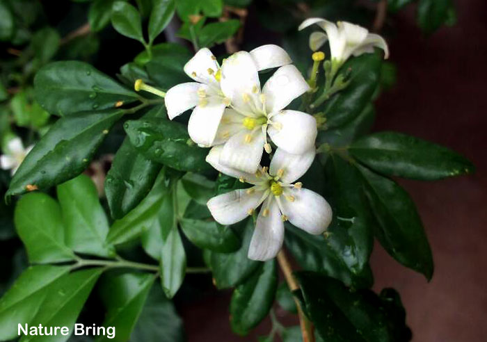 How to grow Kamini | Orange Jasmine | Growing Murraya paniculata