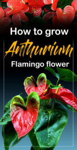 How to Grow Anthurium Plants | Growing Anthuriums in pots | Flamingo ...