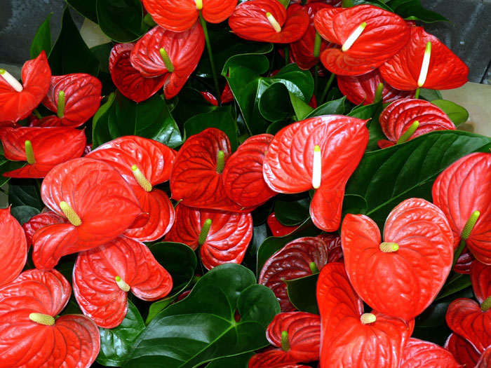 How to Grow Anthurium Plants | Growing Anthuriums in pots | Flamingo flower