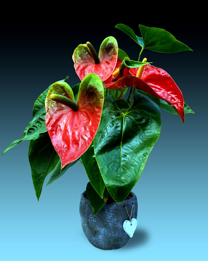 Anthurium