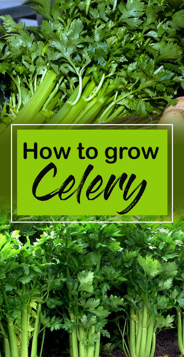 Celery | apium graveolens | how to grow celery