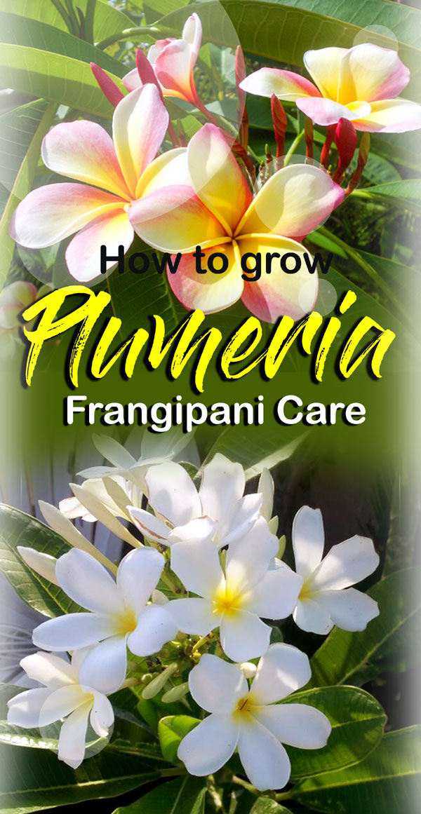 Growing Plumeria | Frangipani | Plumeria plants