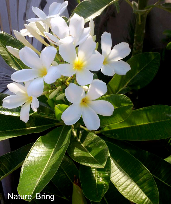 Growing Plumeria | Frangipani