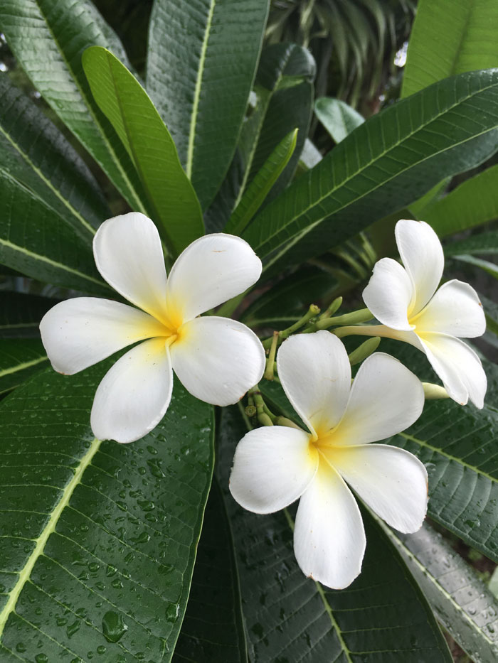 Growing Plumeria | Frangipani