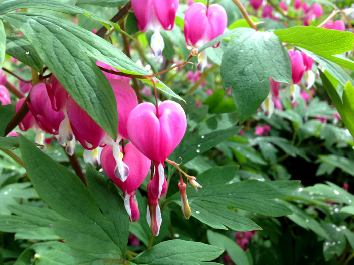 How to Grow and Care Bleeding Hearts plant | Growing Bleeding Heart in pot