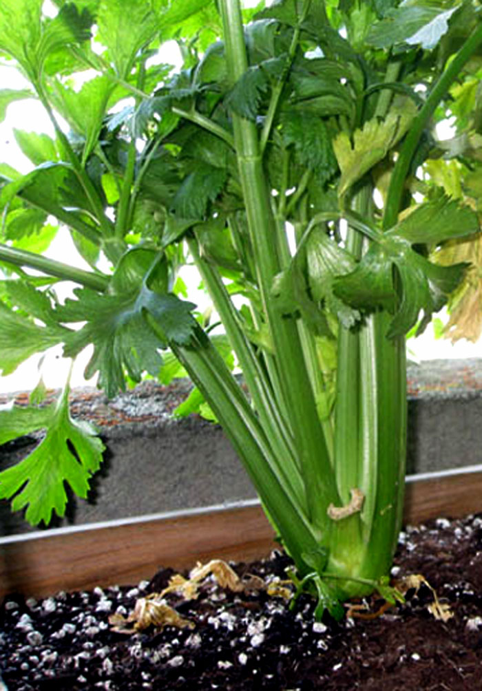 celery plant | Growing Celery in containers