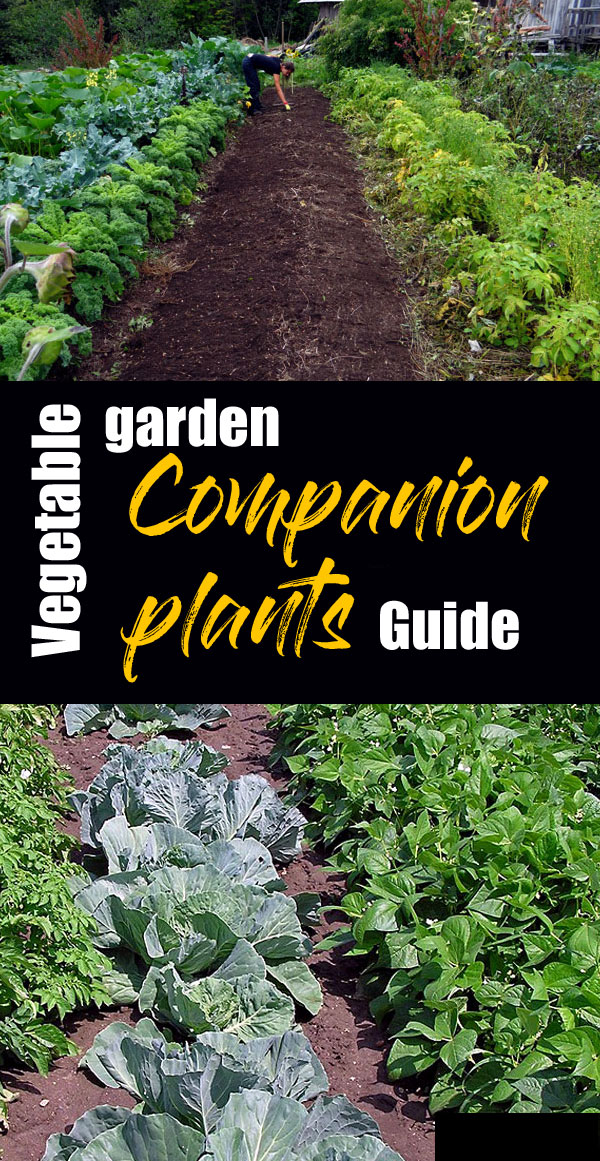 Vegetable garden | companion gardening | companion planting chart,