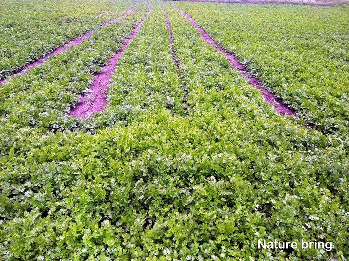 Coriander