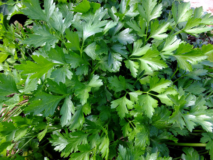 How to Grow Coriander | Growing Coriander in containers | Cilantro