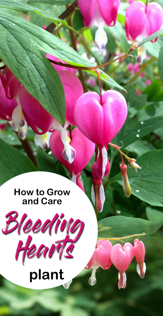 Bleeding Heart | bleeding heart flower | growing bleeding heart