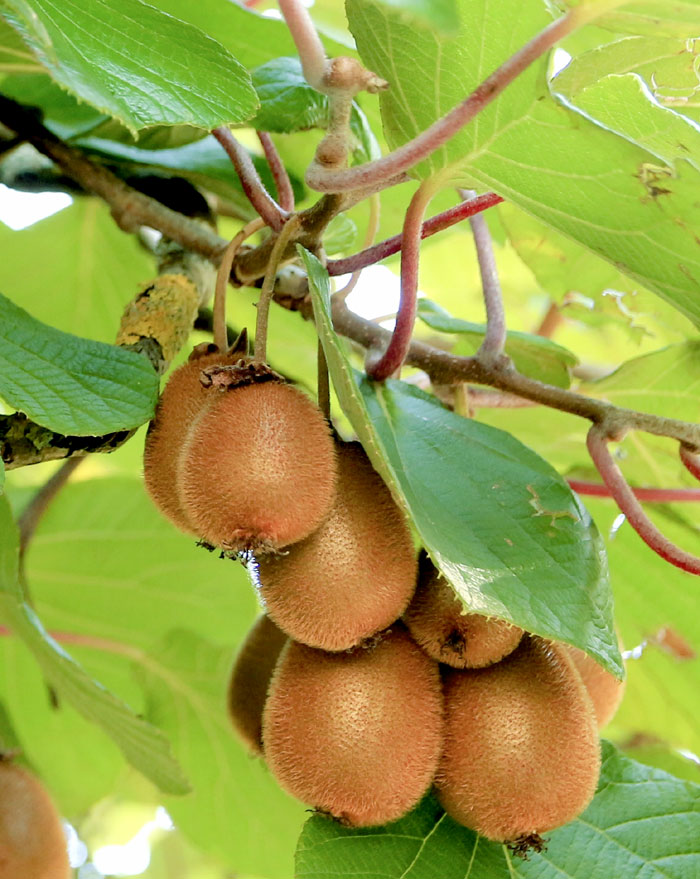 Kiwi fruit