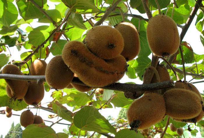 Kiwi fruit