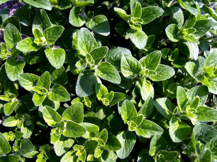 Oregano