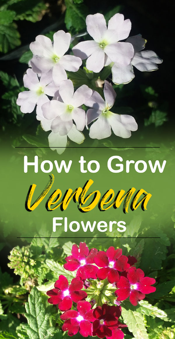 Verbena | How to grow verbena