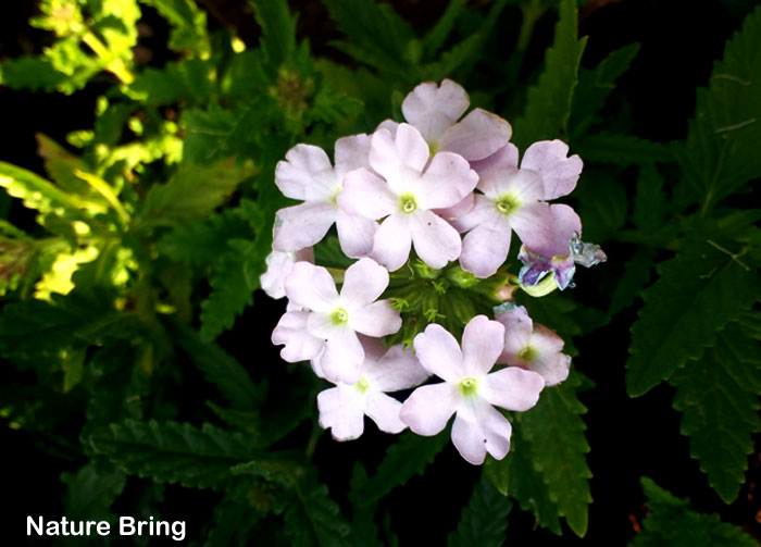 How to grow Verbena | Growing Verbena flowers in pot | Verbena care