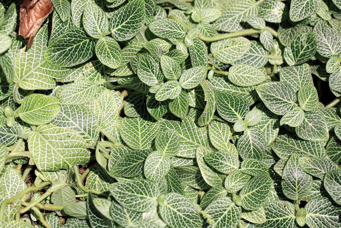 How to grow Nerve Plant | Growing and caring Fittonia plant