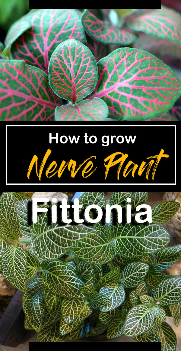 Fittonia | Nerve Plant