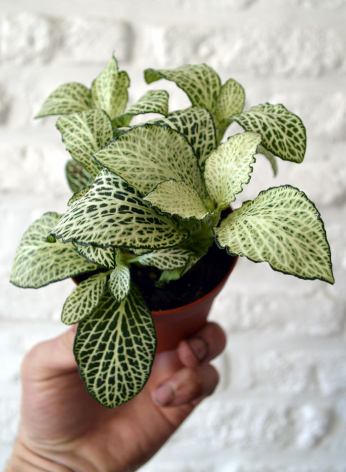 Nerve Plant | Fittonia plant