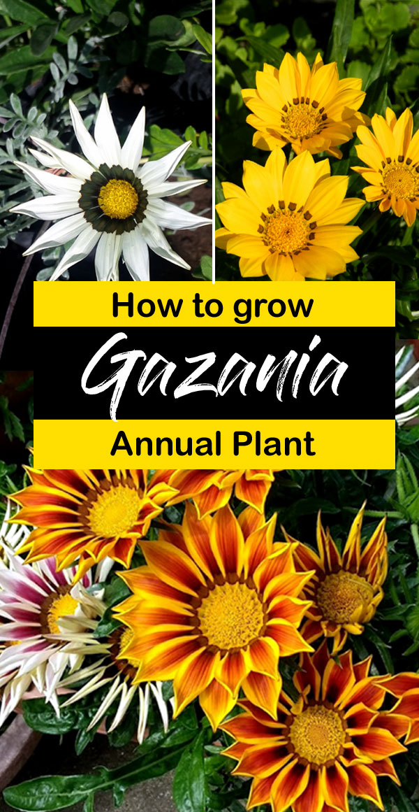 Gazania | gazanias | gazania varieties