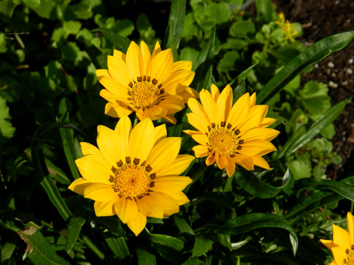 gazania flower